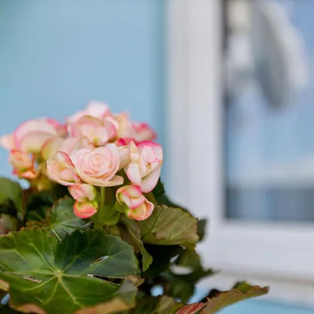 Comfortable In Near Seabeach Διαμέρισμα Jadranovo